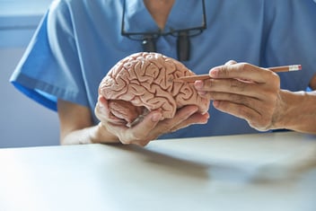 A physician points to a model of a brain with the tip of a pencil.
